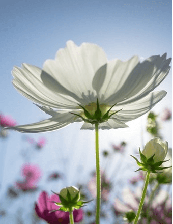 Ola Mae Ishee Obituary