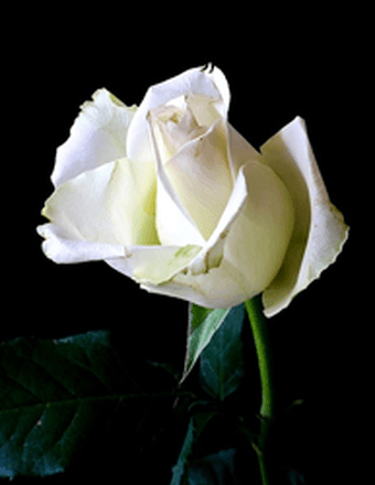 Kay Brown Buckner Obituary