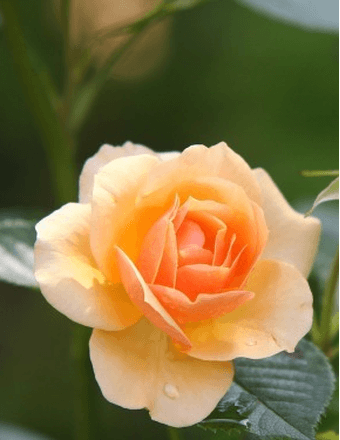 Kathryn "Kay" Patterson Prosser Obituary