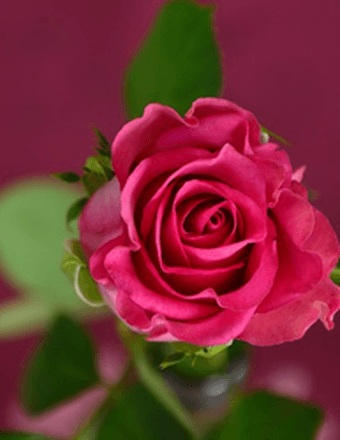 Jennie Lucille Foster Obituary